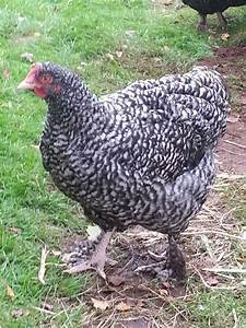 Poulet agroforestier BIO 'Coucou de Malines' (poids 1,3 kg à 15,1€/kg à récupérer à la ferme)